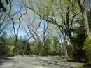 Larchmont spring Larchmont spring