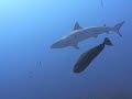 Euro Divers Kandooma