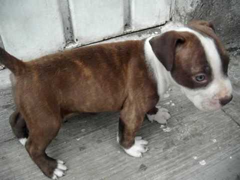 american pitbull
