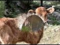 corsica 5 corsica 5