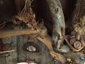 Sarah Discovers the Enchanted Fairy House
