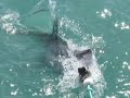 Shark cage diving, Gansbaai, South Africa