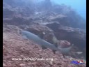 sipadan-malaysia-sharks-turtles-an-more.html