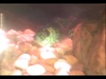 peixe ornamental 