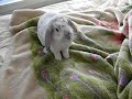 bunny on a bed