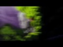 Zany - Symphonic Feedback