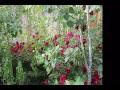 A Good Year For The Roses