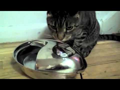   cat water fountain battery powered Solutions   Freelance Writing Jobs  freelance writing youtube