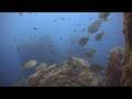 Extrait de La Londe Les Maures