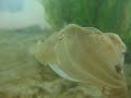 color-changing cuttlefish