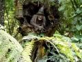 El Bosque Encantado / Musica: Tara Verde Mantra