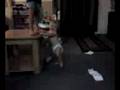 THE BABY WALKS!