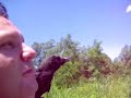 crow1