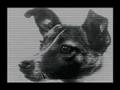 Laika - Space Dog