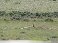 All Prairie Dogs go to heaven
