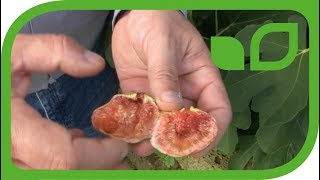 Die Gartenfeige Morena® mit der grössten Fruchtbarkeit