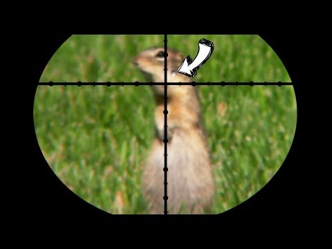 pest control - This video describes why I avoid using pesticides whenever possible. By using a rifle or shotgun to remove pests, you prevent collateral damage (killing non-...