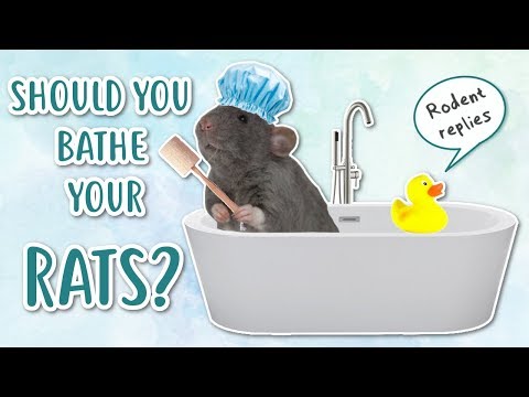 SHOULD YOU BATHE YOUR RATS? | Rodent replies 🐭