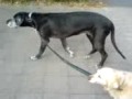Gemeinsam Gassi Gemeinsam Gassi