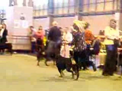 rottweiller