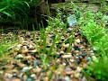 Acuario plantado de 60 litros