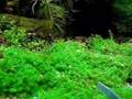 Acuario plantado de 60 litros