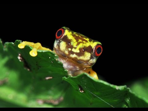 YouTube reptile video