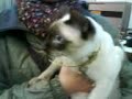 LA GATA SORETA