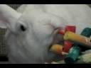 Rabbits make great pets