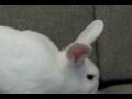 Rabbits make great pets