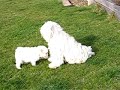 White pulik at play White pulik at play