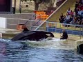 Marineland Orque Comedy