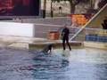 Marineland Orque Comedy
