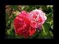 The rose garden is really very small, but looks huge with isolated pictures. This is the third display since spring. Other flowers and trees are from all over the area. 