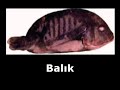 allah laf?zlar? allah büyüktür allah laf?zlar? allah büyüktür