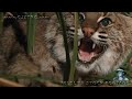 Bobcat Vs Python 01, Bobcat Attacks Python