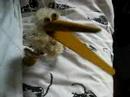 Cigogne Cigogne