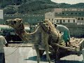 Voyage from New Zealand to Denmark 1962