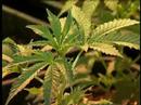 Cannabis / Marihuana züchten / anbauen 2/3