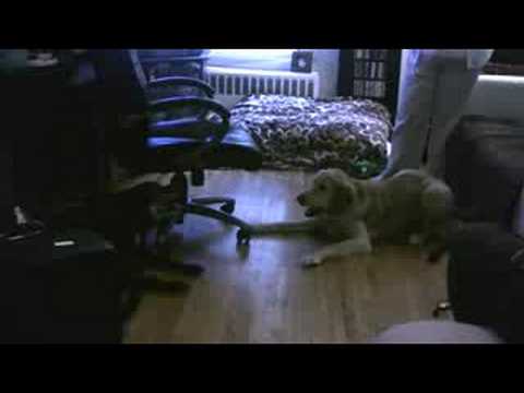 Ella Barking Match