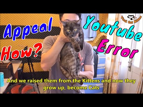 Khiếu Nại Hệ Thống AI Lỗi Youtube Kênh Viral Cat Kitten