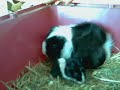 bébé cochon dinde 2 jours, aillaitement bébé cochon dinde 2 jours, aillaitement