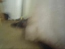 My Kittens Running Around! My Kittens Running Around!