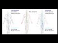 Thai Massage / Shiatsu Training Video