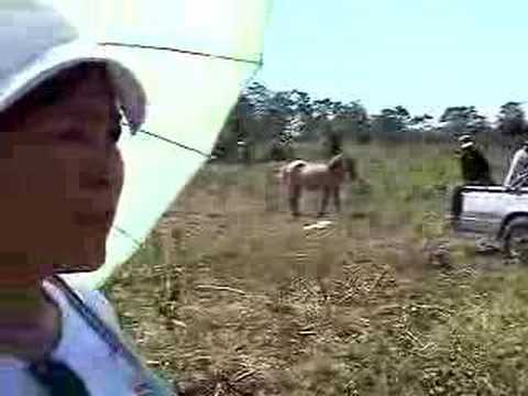Cassava Harvesting 2004