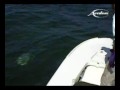 Fishing in cuba big permit Fishing in cuba big permit