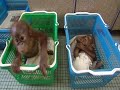 Watch 'Pongo bebé - orangutanes '