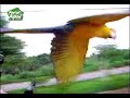 O Passeio da Arara Azul