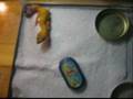 leopard gecko feeding