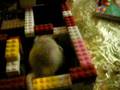 Gerbil Lego Play House - YouTube